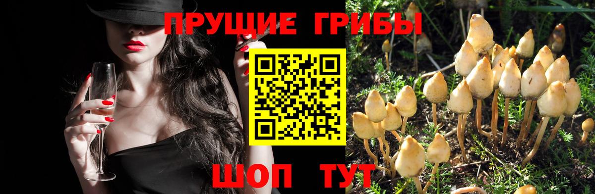 Галлюциногенные грибы GOLDEN TEACHER Полысаево